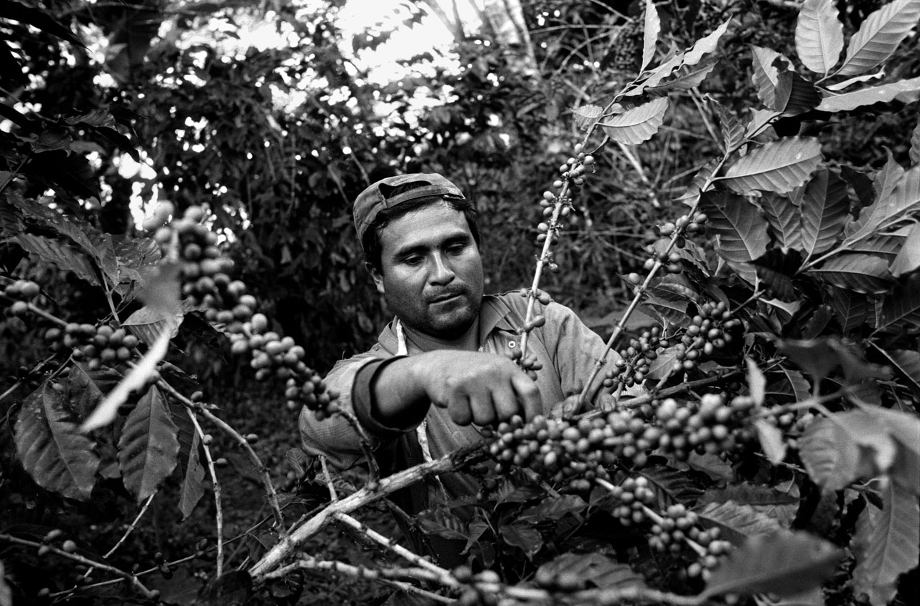 3-coffee cooperative04